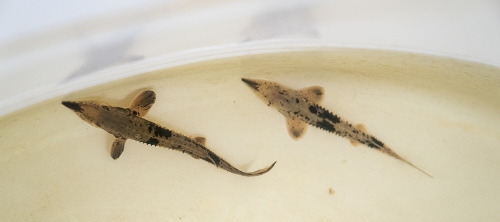 AWRI assists with threatened juvenile sturgeon